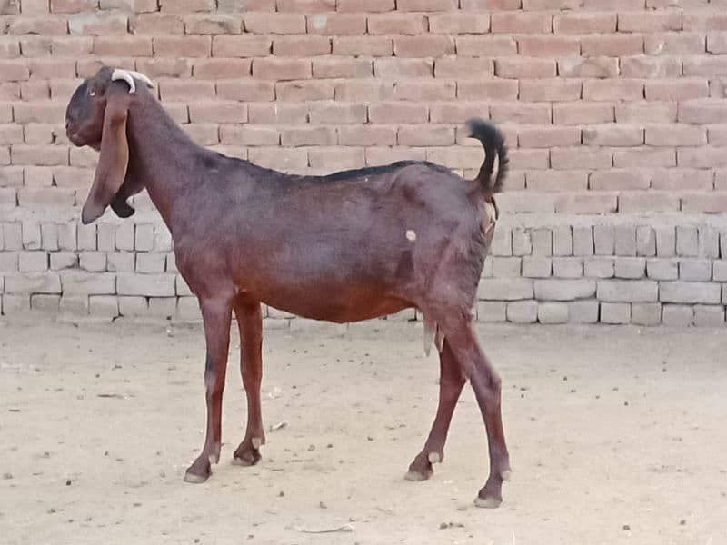 pregnant goats for sale 1