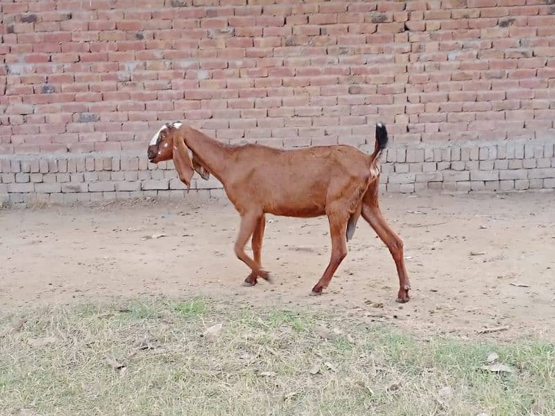 pregnant goats for sale 2