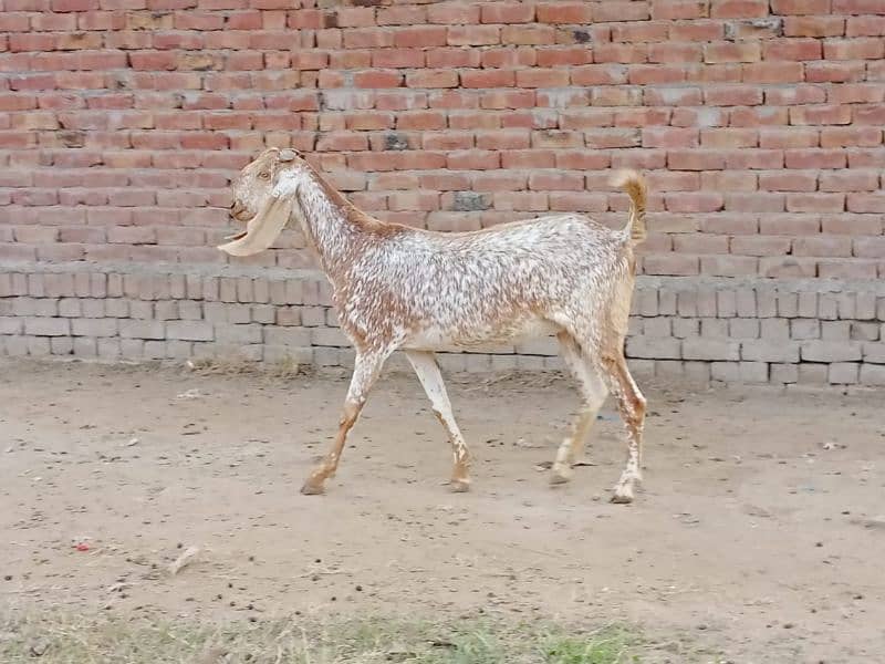 pregnant goats for sale 3