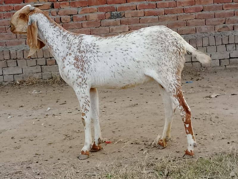 pregnant goats for sale 4