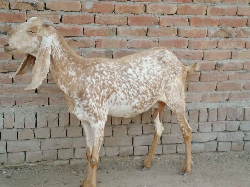 pregnant goats for sale 5