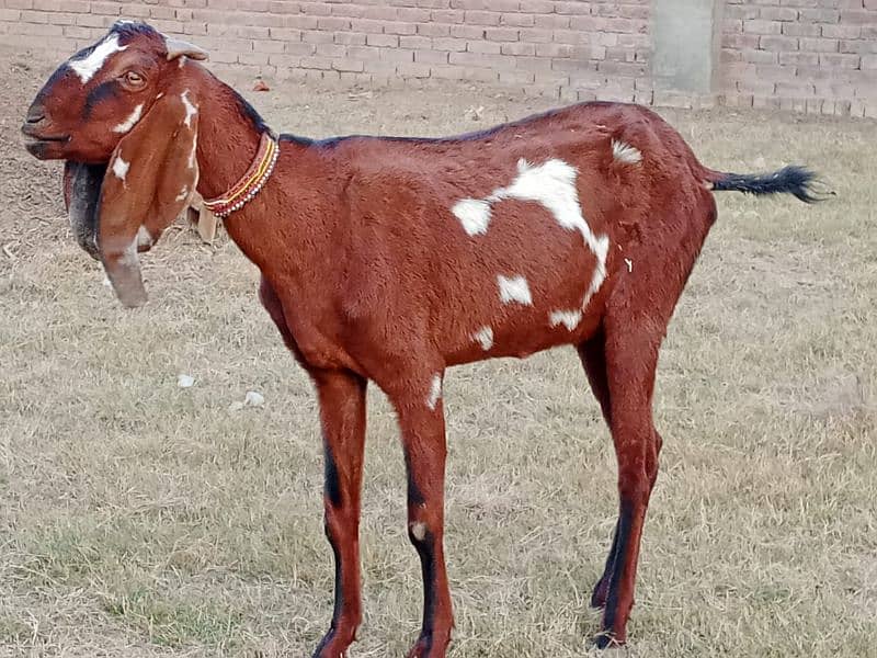 pregnant goats for sale 6