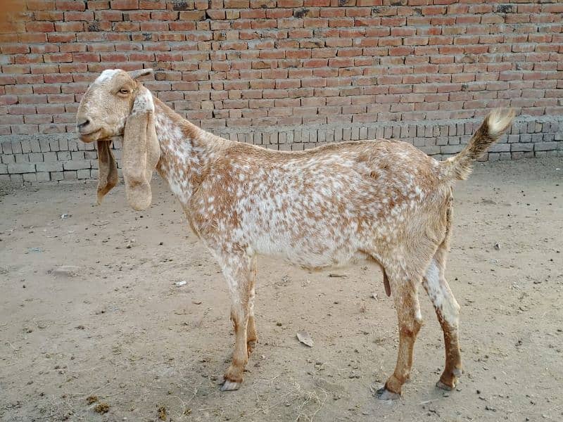 pregnant goats for sale 7