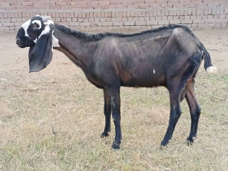 pregnant goats for sale 8