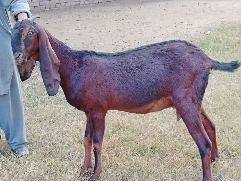 pregnant goats for sale 10