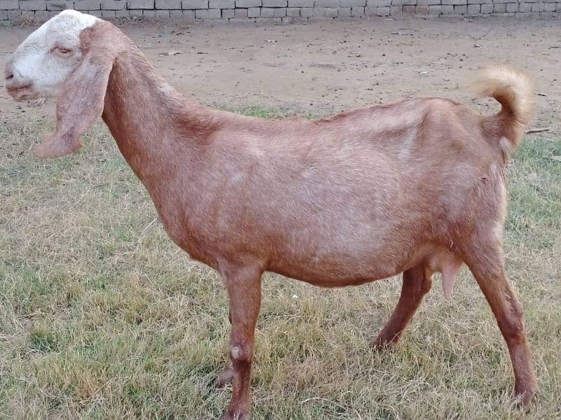 pregnant goats for sale 11