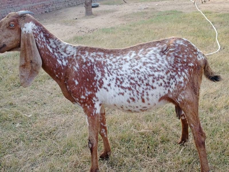 pregnant goats for sale 12