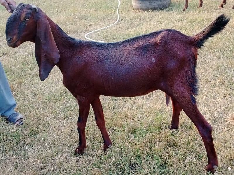 pregnant goats for sale 13