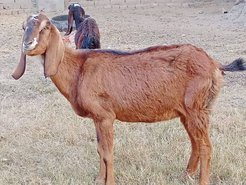 pregnant goats for sale 15