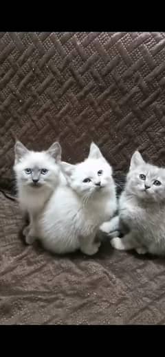 Kittens for sale 2.5 months old.