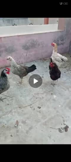 Desi murgia/hens