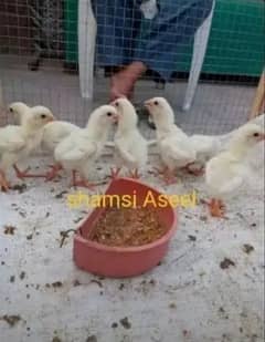 top quality white Heera Aseel chiks 0/3/0/0/9/4/0/2/9/4/0