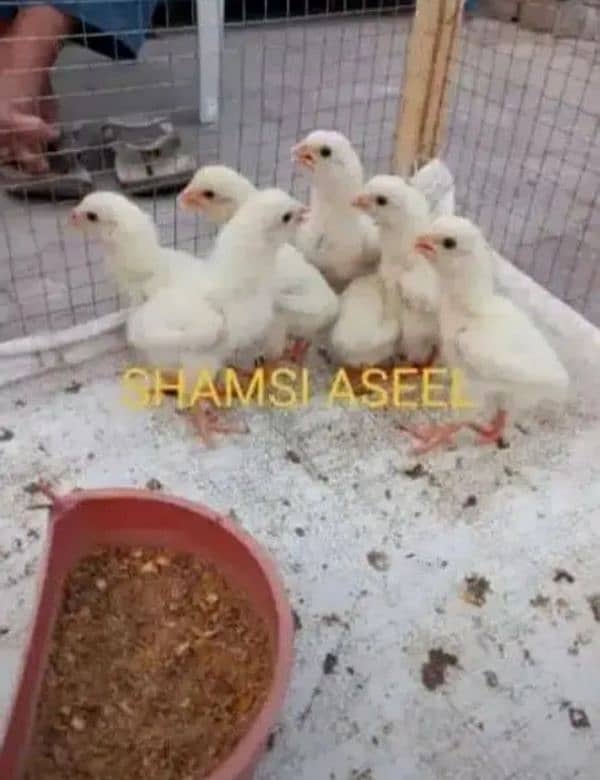 top quality white Heera Aseel chiks 0/3/0/0/9/4/0/2/9/4/0 1