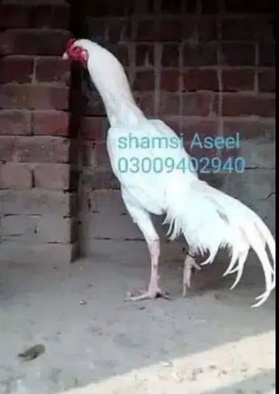 top quality white Heera Aseel chiks 0/3/0/0/9/4/0/2/9/4/0 2