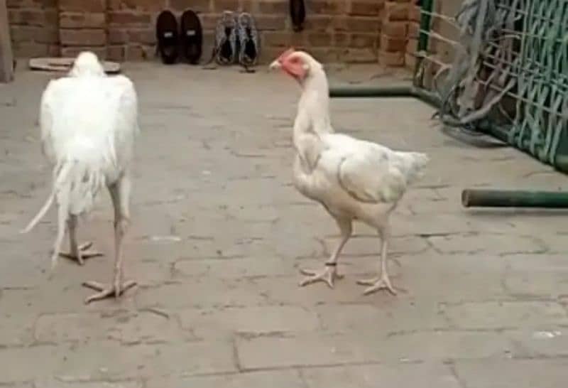 top quality white Heera Aseel chiks 0/3/0/0/9/4/0/2/9/4/0 3