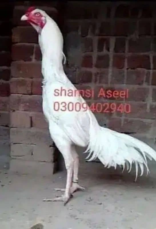 top quality white Heera Aseel chiks 0/3/0/0/9/4/0/2/9/4/0 4