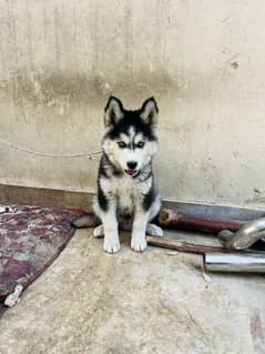 husky male