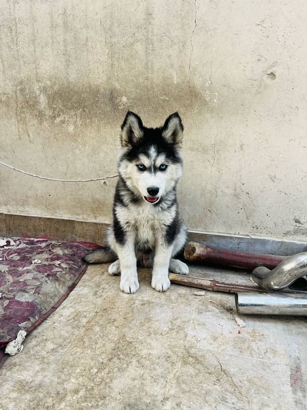 husky male 0