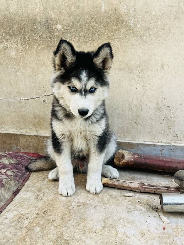 husky male 1