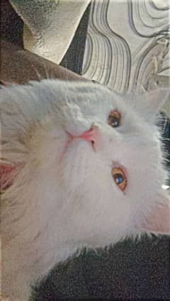 Turkish Angora white for urgent sale