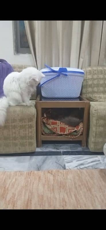 Turkish Angora white for urgent sale 2