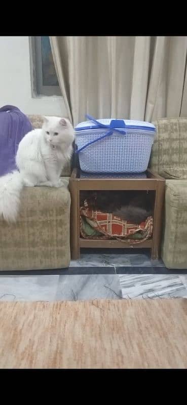 Turkish Angora white for urgent sale 4