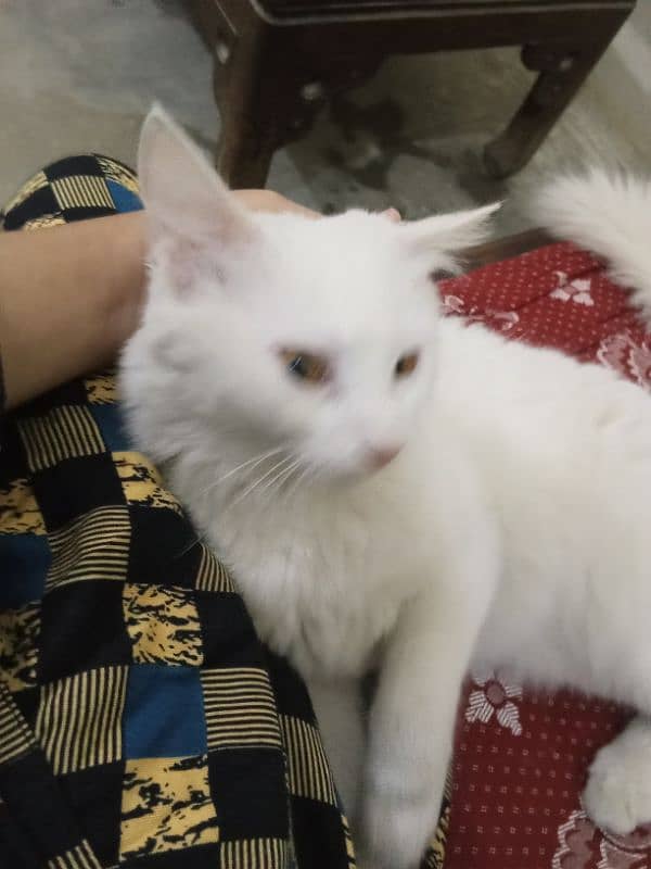 sale for Persian cat pair 2