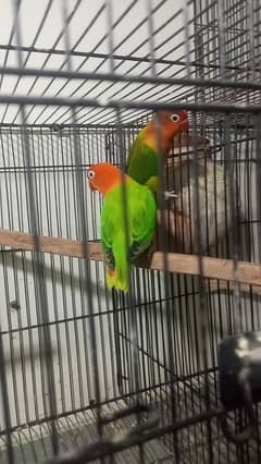 love birds with egg with box 7 pair for sale price final hai