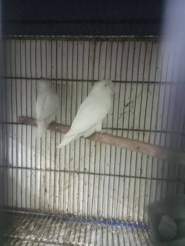 love birds with egg with box 7 pair for sale price final hai 3