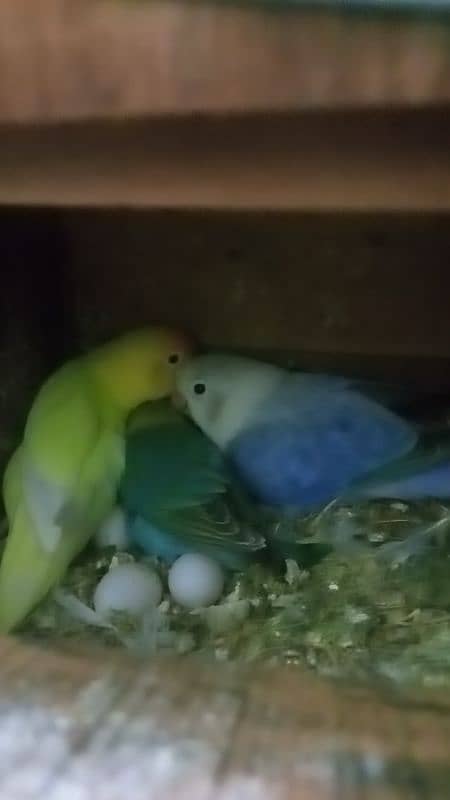 love birds with egg with box 7 pair for sale price final hai 4