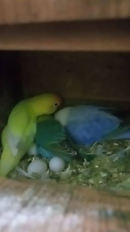 love birds with egg with box 7 pair for sale price final hai 5