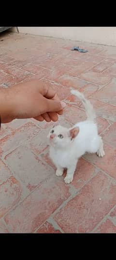 White Persian Male Kitten Greenish Eyes Forsale Healthy&Active Loc BWP