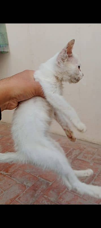 White Persian Male Kitten Greenish Eyes Forsale Healthy&Active Loc BWP 3