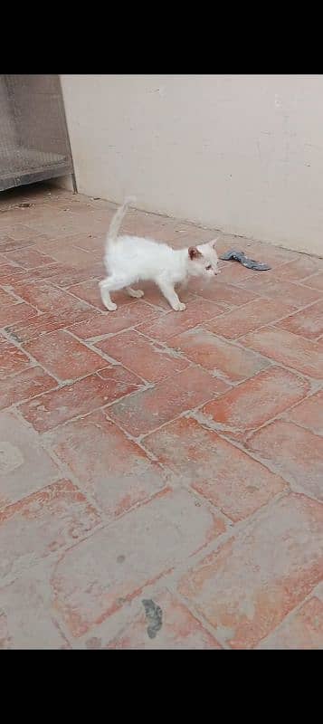 White Persian Male Kitten Greenish Eyes Forsale Healthy&Active Loc BWP 4