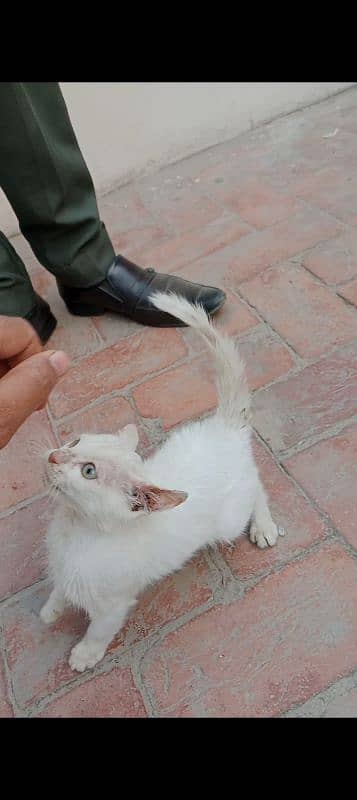 White Persian Male Kitten Greenish Eyes Forsale Healthy&Active Loc BWP 5