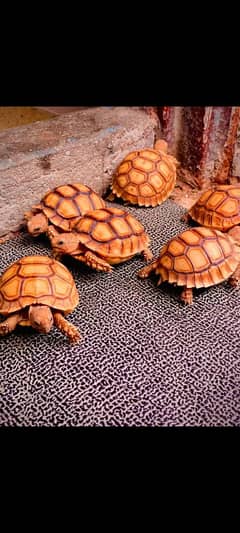 African sulcata tortoise