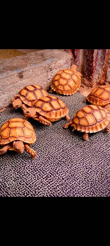 African sulcata tortoise 0