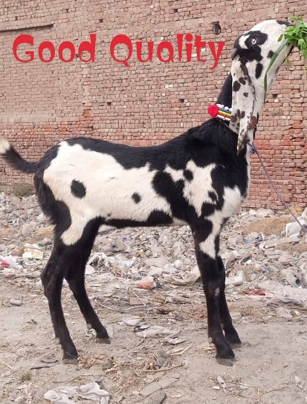 Desi Bakra 0