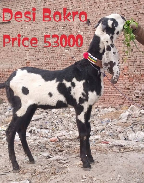 Desi Bakra 1