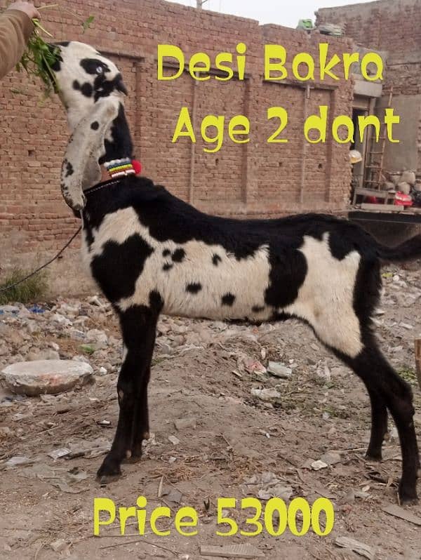 Desi Bakra 3