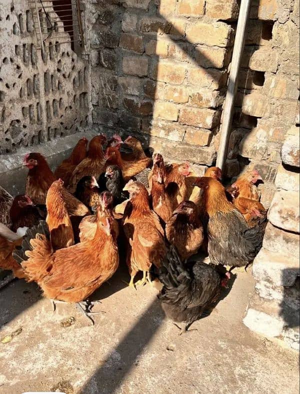 goldan misri females for sale 0