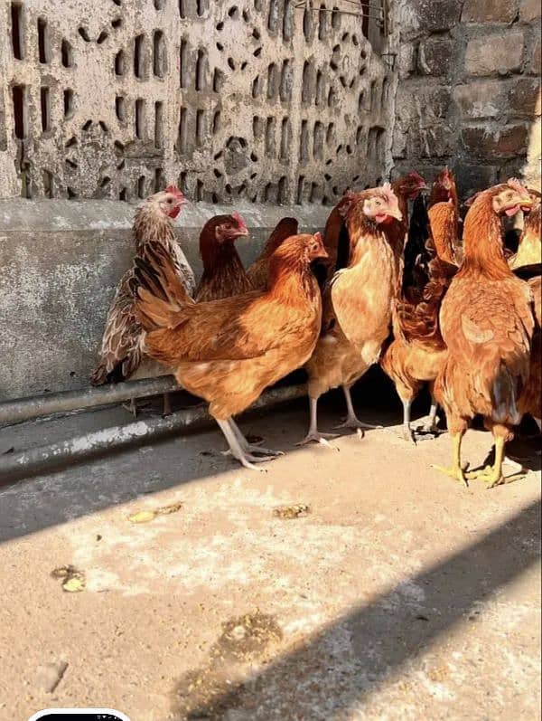 goldan misri females for sale 1