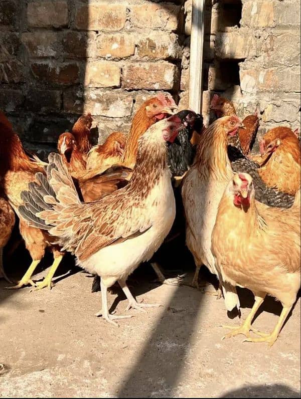 goldan misri females for sale 4