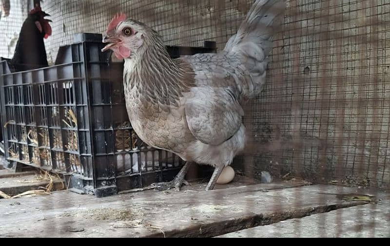 goldan misri females for sale 5