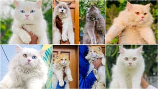 Persian kitten cats