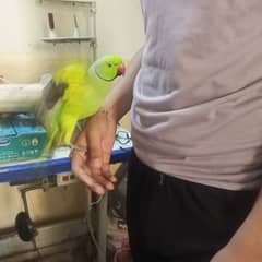 Green ringneck parrot Rs. 10000