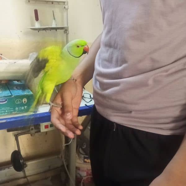 Green ringneck parrot Rs. 10000 0