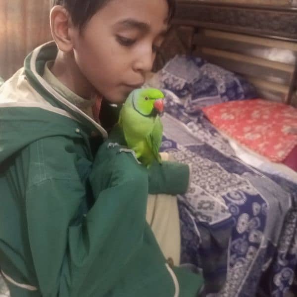 Green ringneck parrot Rs. 10000 5