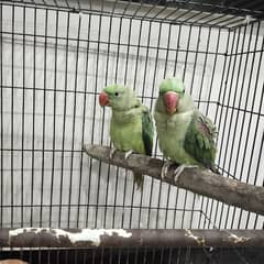 raw parrot adult pair