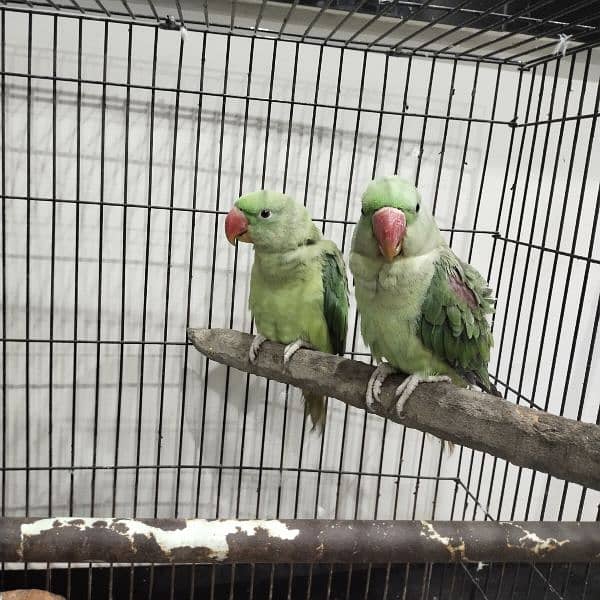 raw parrot adult pair 0